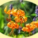 Tiger Lilies by carolmw