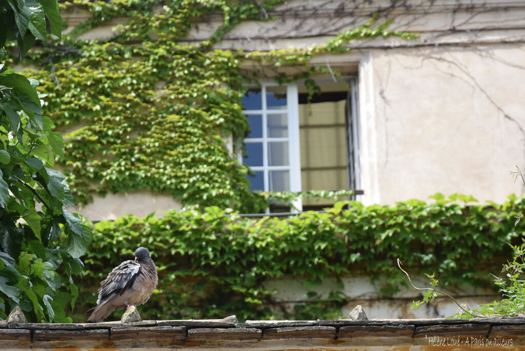 pigeon by parisouailleurs