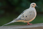 30th Jul 2023 - Mourning Dove