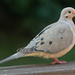 Mourning Dove by mwbc