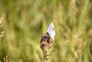 28th Jul 2023 - Common Blue? butterfly..........
