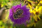 30th Jul 2023 - Bee Busy