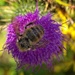 Bee Busy by jnr