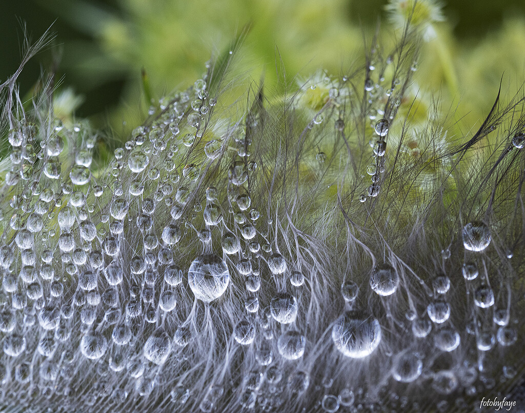 Feather with droplets by fayefaye