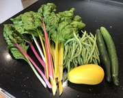 29th Jul 2023 - Today's Harvest..........