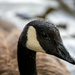 Canada Goose by phil_sandford