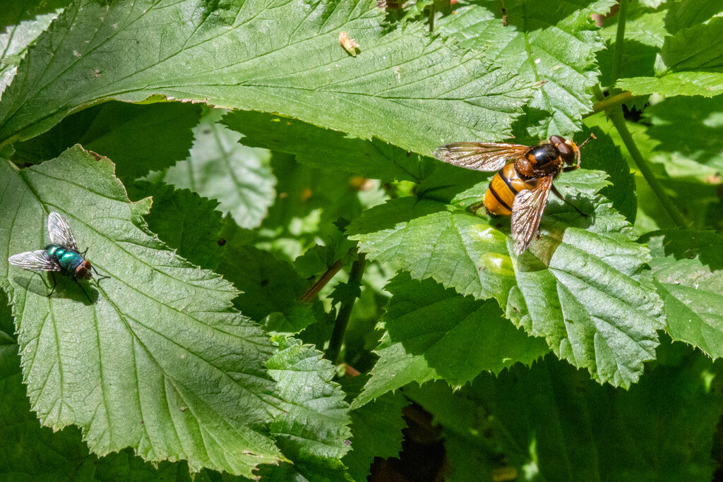 Volucella Inanis by phil_sandford