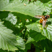 Volucella Inanis by phil_sandford