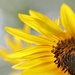 Sunflower Details by lynnz