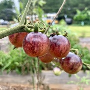 27th Jul 2023 - Strawberry Tomatoes 