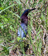 27th Jul 2023 - July 27 Green Heron Colors IMG_4269AAA