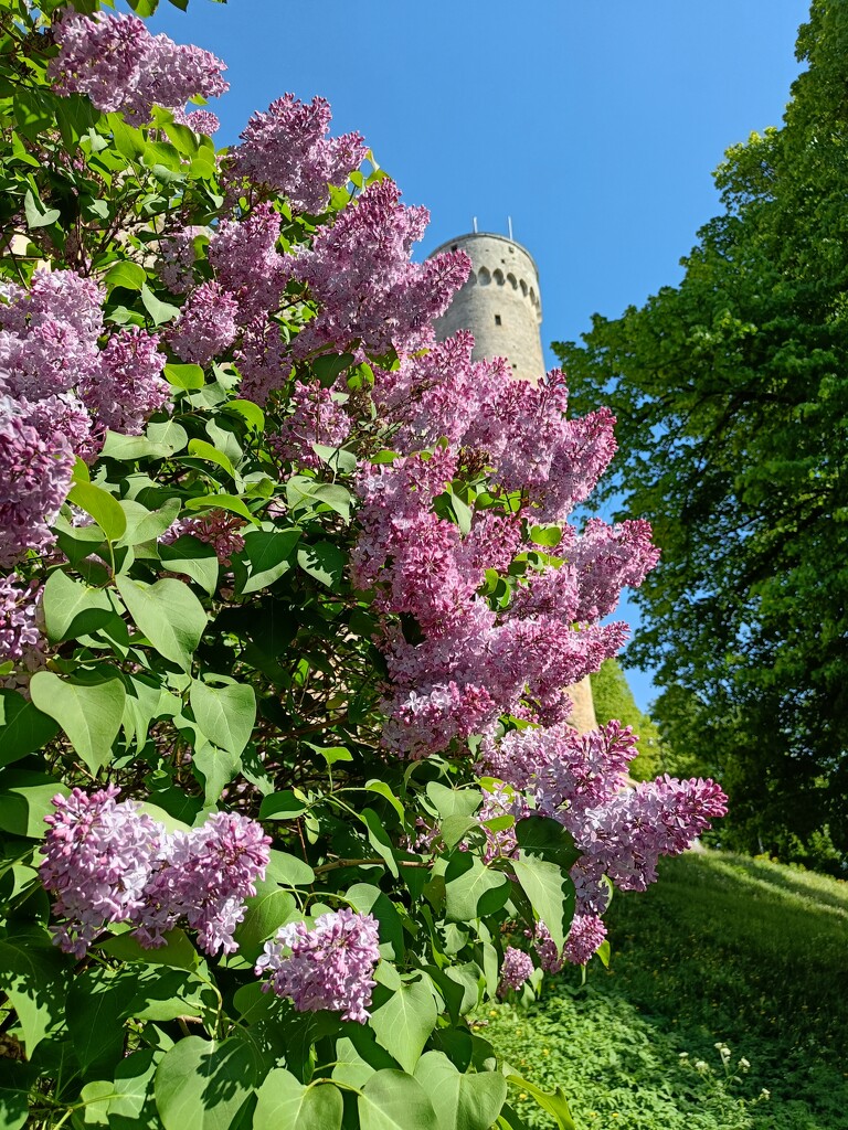 Spring in Tallinn  by violetlady