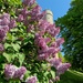 Spring in Tallinn  by violetlady