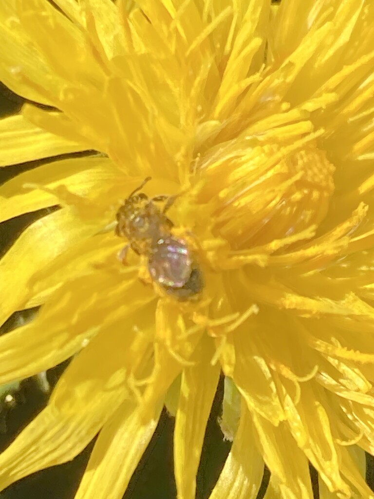 Bee on Dandelion  by spanishliz