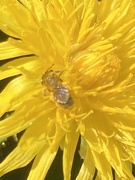 30th Jul 2023 - Bee on Dandelion 