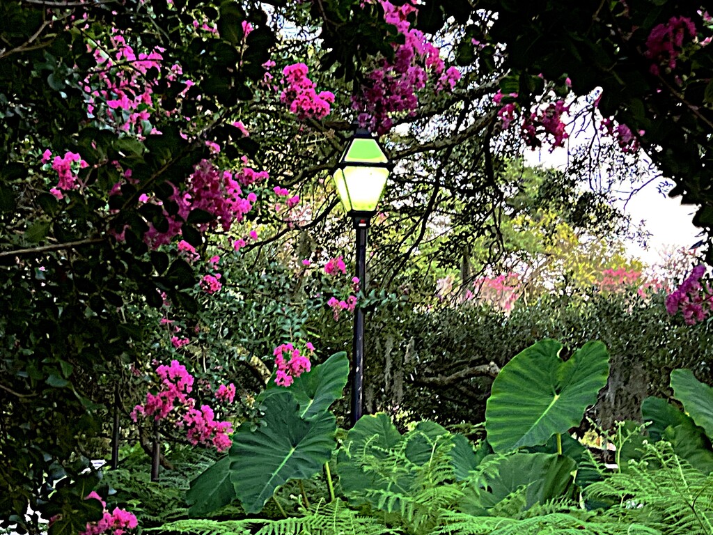 The brilliants splashes of color from crape myrtles by congaree