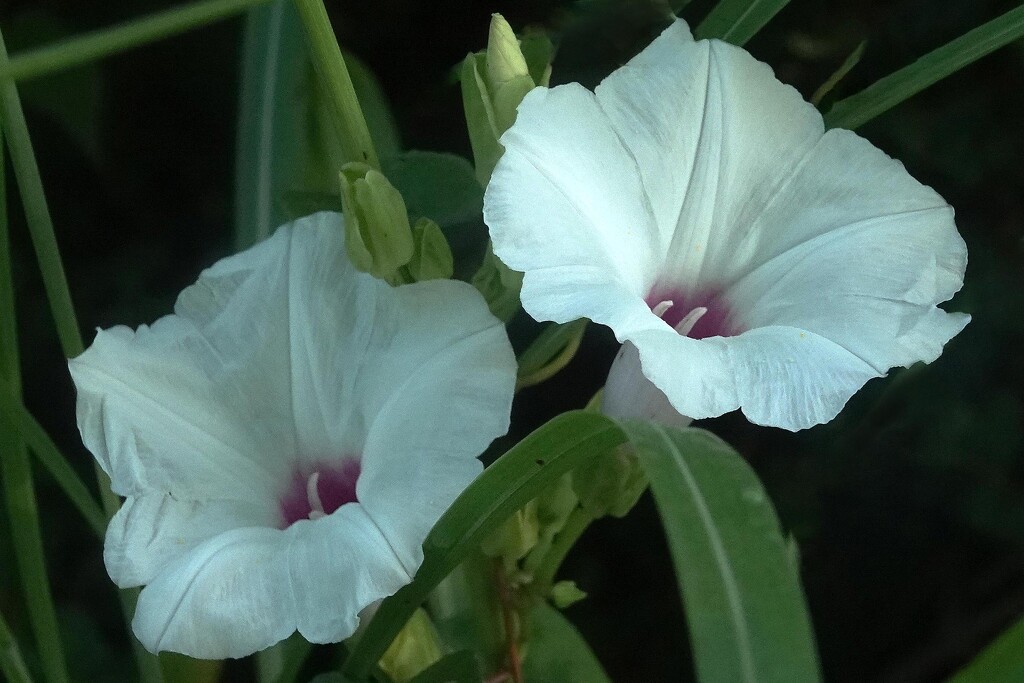 Wild Potato Vine look like Morning Glories by milaniet