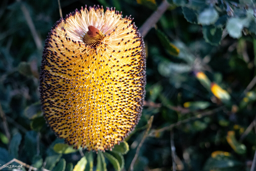 Banksia by ankers70