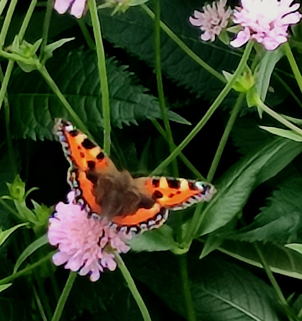 Painted Lady  by countrylassie