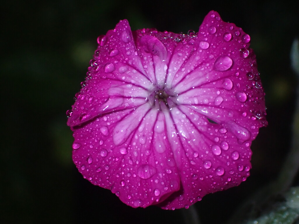 Rose Campion in the rain by speedwell