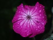 18th Jun 2023 - Rose Campion in the rain