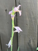 30th Jul 2023 - Gladiolus in extreme heat