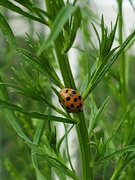 28th Jul 2023 - Ladybug
