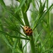 Ladybug by mimiducky