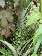 29th Jul 2023 - Pineapple