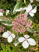 30th Jul 2023 - Hydrangea