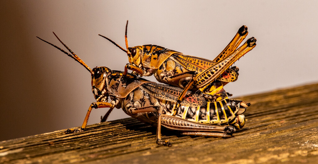 Eastern Lubber Grasshoppers! by rickster549
