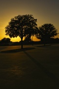 17th Jul 2023 - Trees at Sunset
