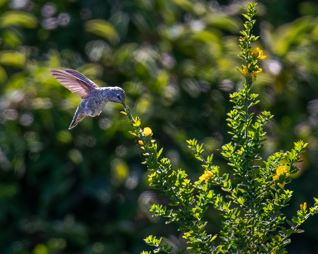 Anna's Hummingbird by nicoleweg