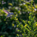 Anna's Hummingbird by nicoleweg