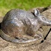 Long nose bandicoot metal casting (about 40cm long). On coastal walk Manly.  by johnfalconer