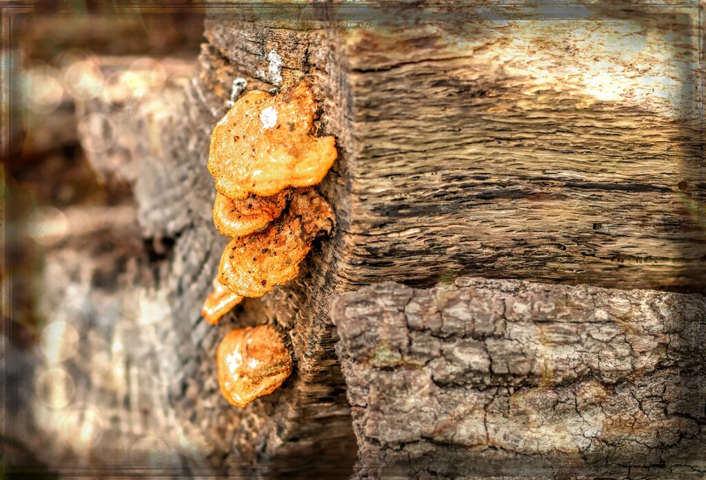 Little fungi by ludwigsdiana