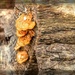 Little fungi by ludwigsdiana