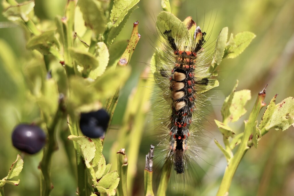 The Vapourer Moth Caterpillar by jamibann