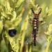 The Vapourer Moth Caterpillar by jamibann