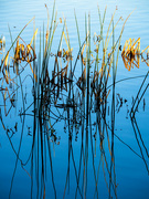 30th Jul 2023 - First light on the reeds