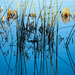 First light on the reeds by christinav
