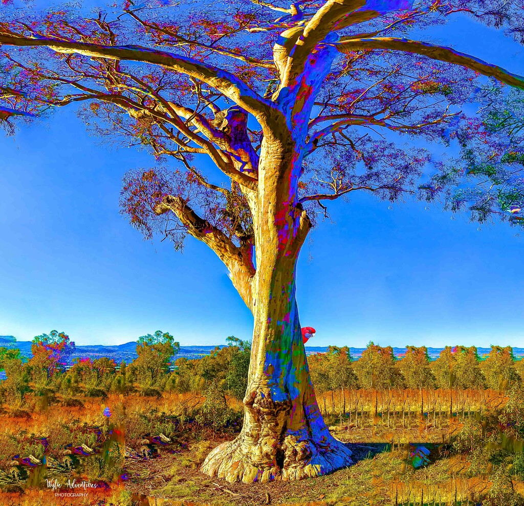 Gum tree on the hill by pusspup
