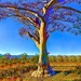Gum tree on the hill by pusspup