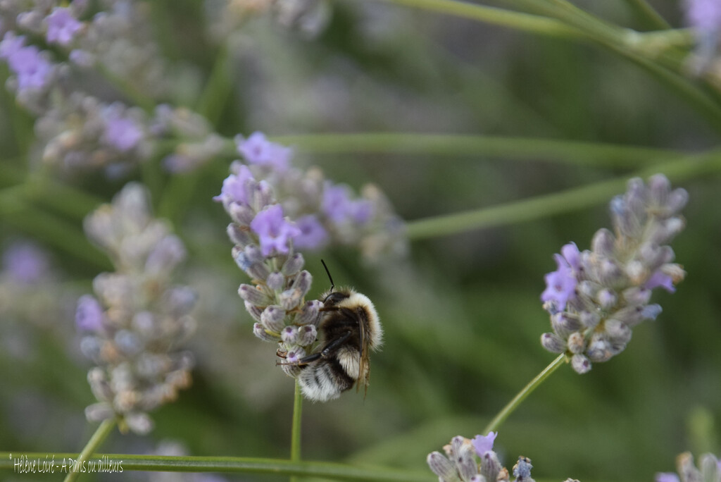 albinos bumblebee? by parisouailleurs