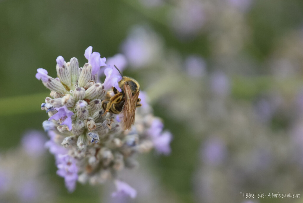 honeybee by parisouailleurs