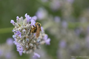 23rd Jul 2023 - honeybee
