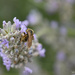 honeybee by parisouailleurs