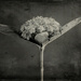 Wetplate plant by spanner