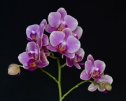 31st Jul 2023 - A Jumping Orchid Strikes Again DSC_5789