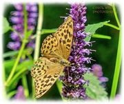 31st Jul 2023 - Fritillary Butterfly
